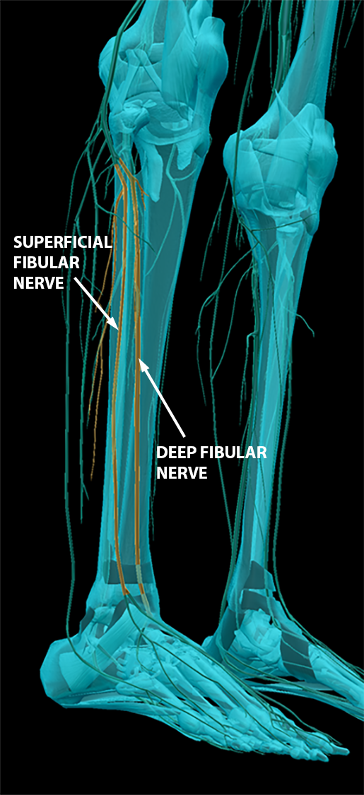 spinal-nerves-sacral-plexus-fibular-nerves-2